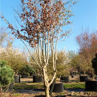 im Container - Eisenbaum Schirmform - Parrotia persica, Schirmform