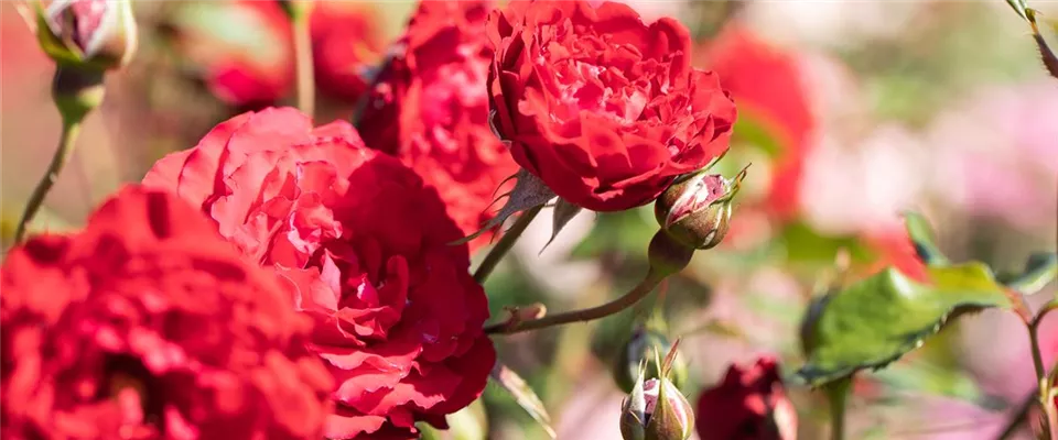 Kontaktieren Sie uns bei Fragen zu unseren Rosen