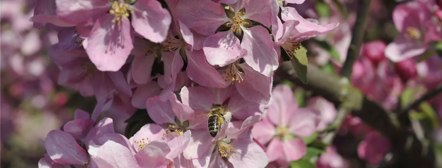 Biene in einer Blüte (GS636405.jpg)