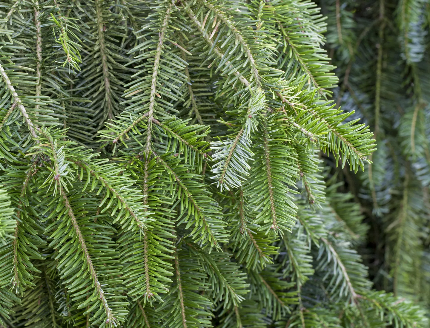 Abies alba 'Pendula' (GS429440.jpg)