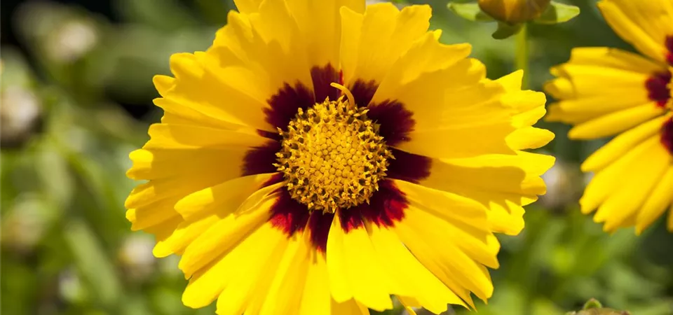 Coreopsis grandiflora 'Sonnenkind' (GS494431.jpg)