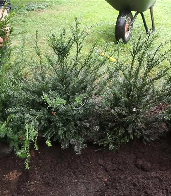 Eibe - Hecke einpflanzen im Garten