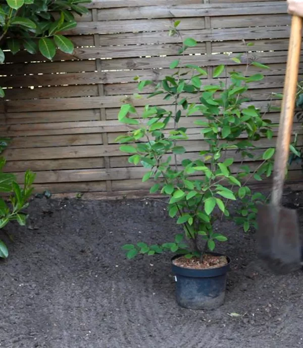 Felsenbirne - Einpflanzen im Garten