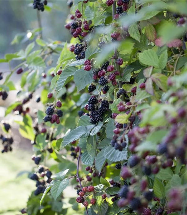 Kletterpflanzen – Schön anzusehen und manchmal sogar lecker