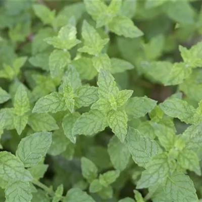 Topfgrösse 1 Liter - Krauseminze - Mentha piperita 'Multimentha'