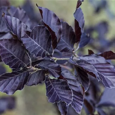 Hochstamm im Container Stammumfang 12 - 14cm - Blutbuche - Fagus sylvatica 'Atropunicea' Solitär