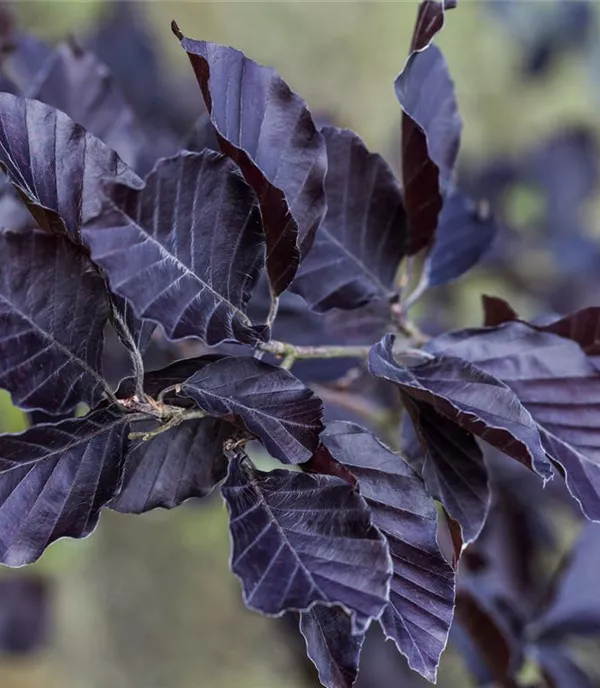 Fagus sylvatica 'Atropunicea' Solitär