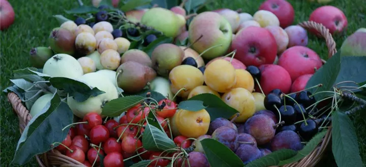 Lösungen_Nutzgarten_Obst_und_Beeren.jpg