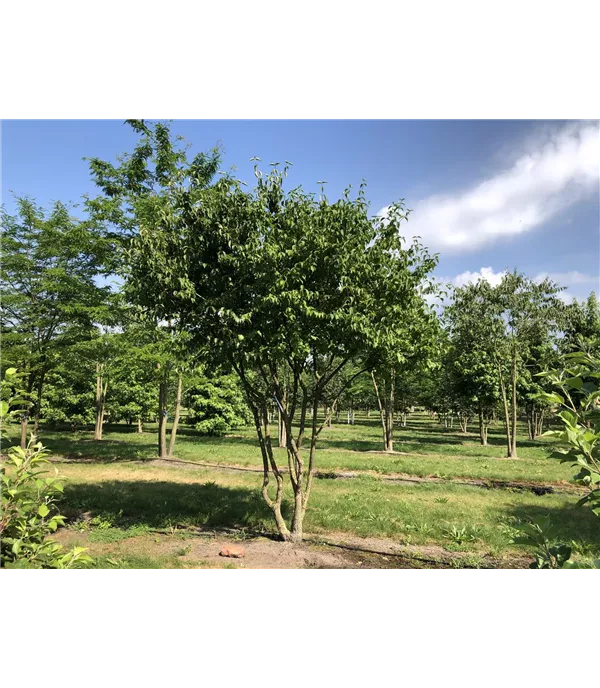 Cornus mas Schirmform