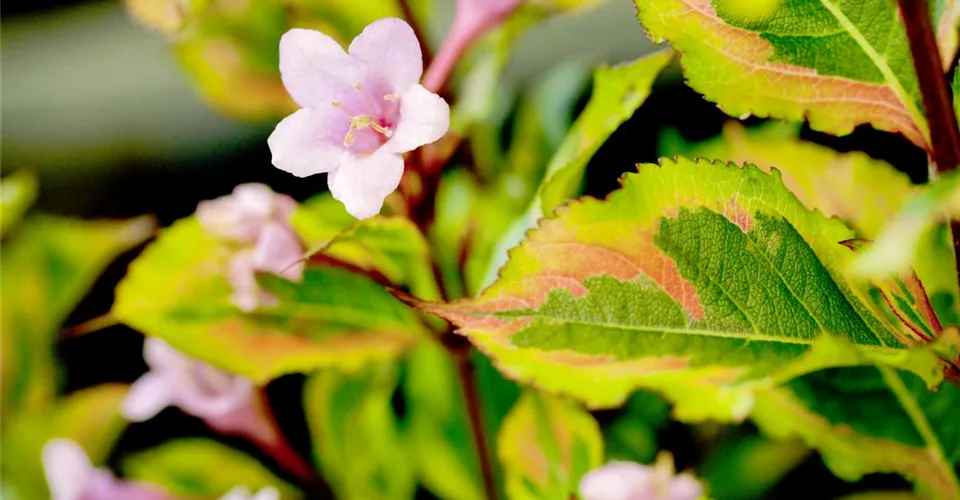 Laubgehölze kaufen für den Garten