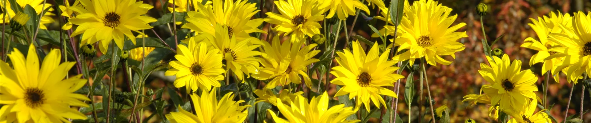 GS619749.jpg GS619749.jpg