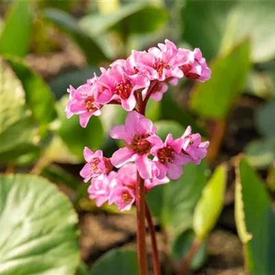 Topfgrösse 1 Liter - Bergenie - Bergenia 'Herbstblüte'