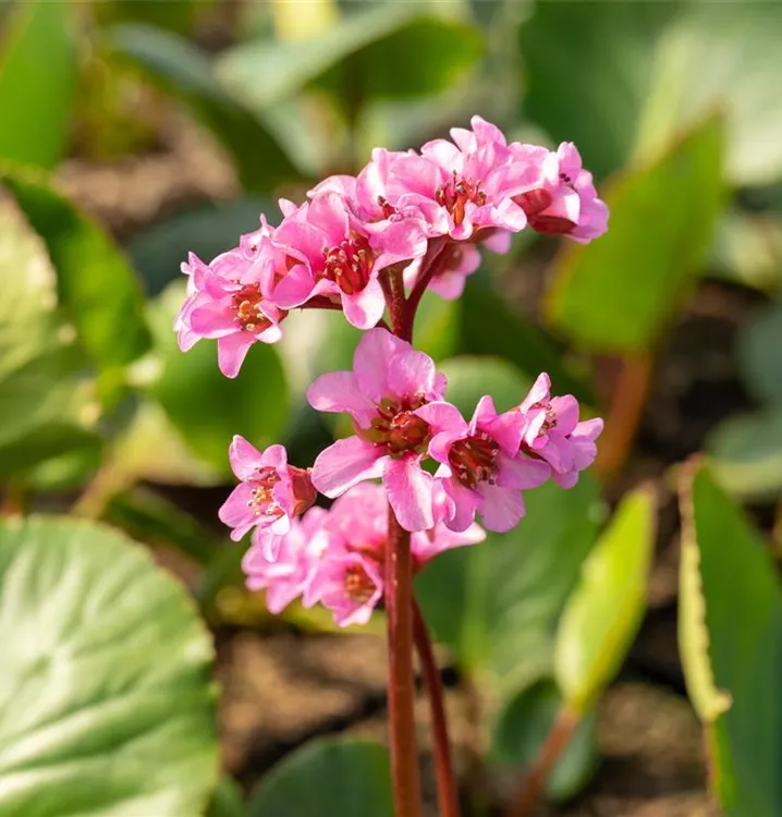 Bergénia 'Herbstblüte'