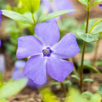 Topfgrösse 0.5 Liter - Kleines Immergrün - Vinca minor 'Marie'