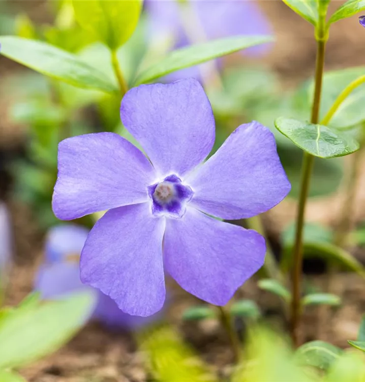 Kleines Immergrün - Vinca minor 'Marie'