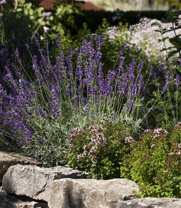 Essbare Blüten - Leckereien direkt aus Ihrem Garten 