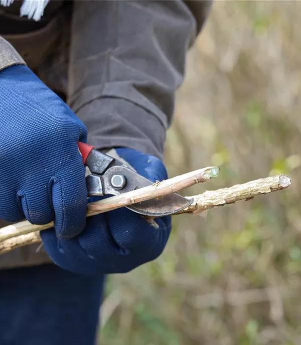 Obstgehölze zurückschneiden bringt mehr Erträge im Herbst