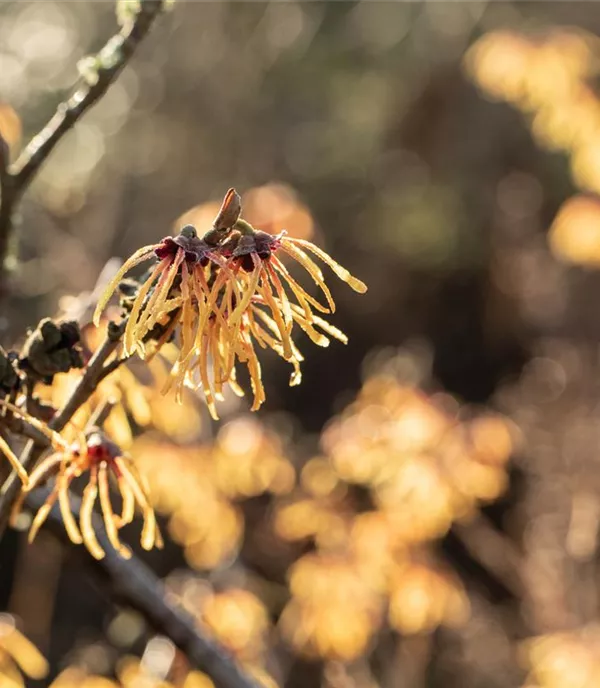 Frühblühende Gehölze vertreiben den Winter aus dem Garten