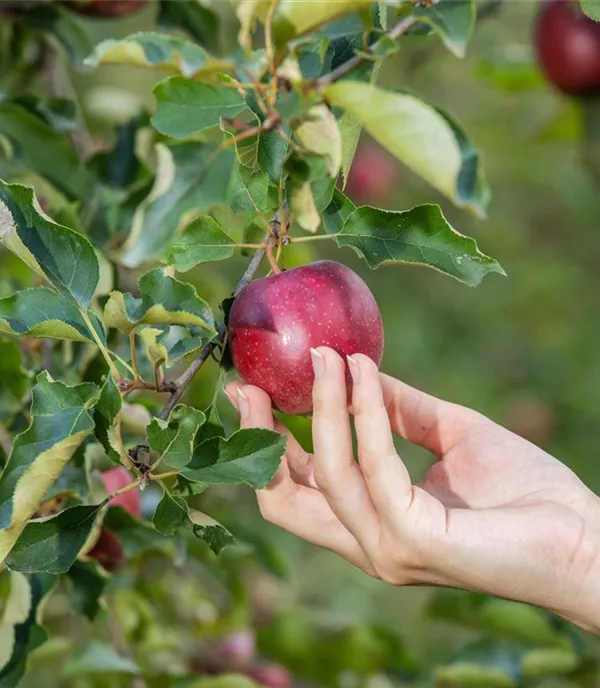 In der fröhlichen Erntezeit die Früchte der Arbeit geniessen