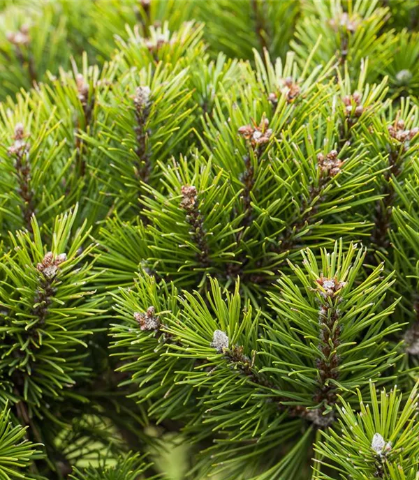 Koniferen – langlebige und robuste Schönheiten im Garten