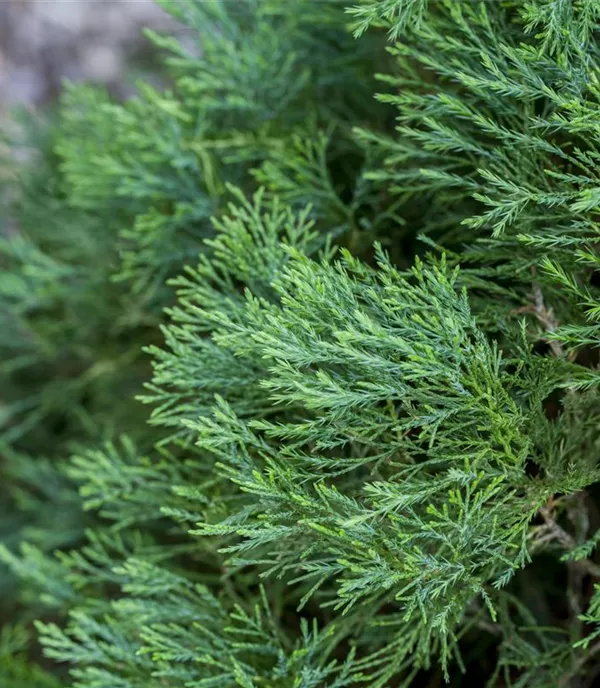 Mehr als ein Weihnachtsbaum - Nadelgehölze für Garten und Terrasse