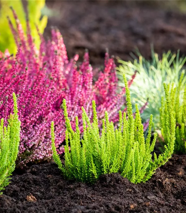 Mit winterharten Heidepflanzen den Garten bunt gestalten