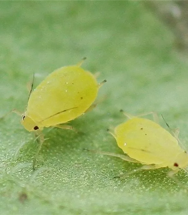 Natürlicher Pflanzenschutz steht im Einklang mit der Natur