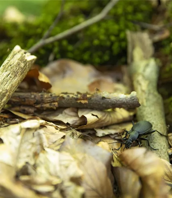 Naturschutz im Garten ist mit einfachen Mitteln erreichbar 