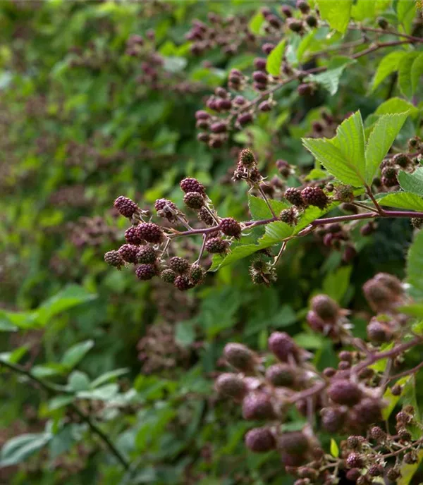 Obstgehölze pflanzen: Mit den richtigen Tipps ganz einfach 