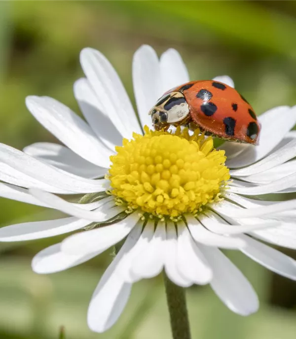 Ökologisches Gärtnern – gut für die Umwelt und den Gartenbesitzer