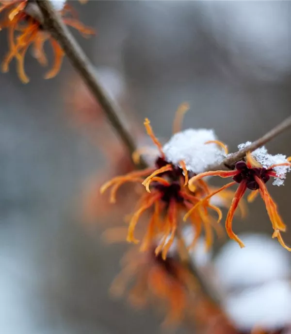 Schnee – Der Freund oder der Feind des Gartenbesitzers?