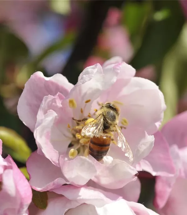 Wie bienenfreundliche Pflanzen Balkon und Garten bereichern