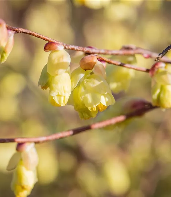 Winterblühende Gehölze setzen farbenfrohe Akzente im Garten