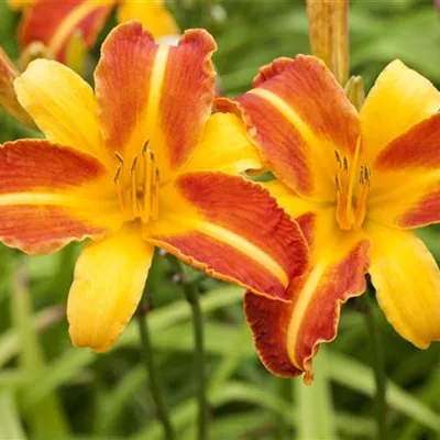 Topfgrösse 1 Liter - Taglilie - Hemerocallis 'Punch Yellow'