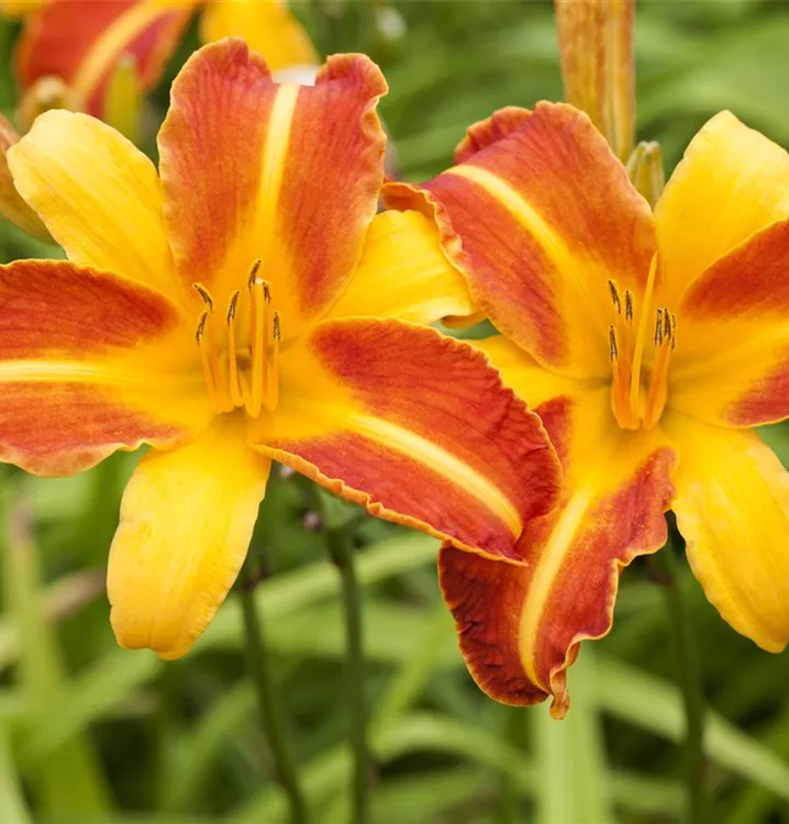 Taglilie - Hemerocallis 'Punch Yellow'