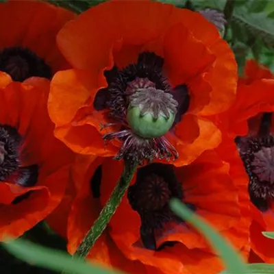 Topfgrösse 1 Liter - Türkischer Mohn - Papaver orientale 'Brilliant'