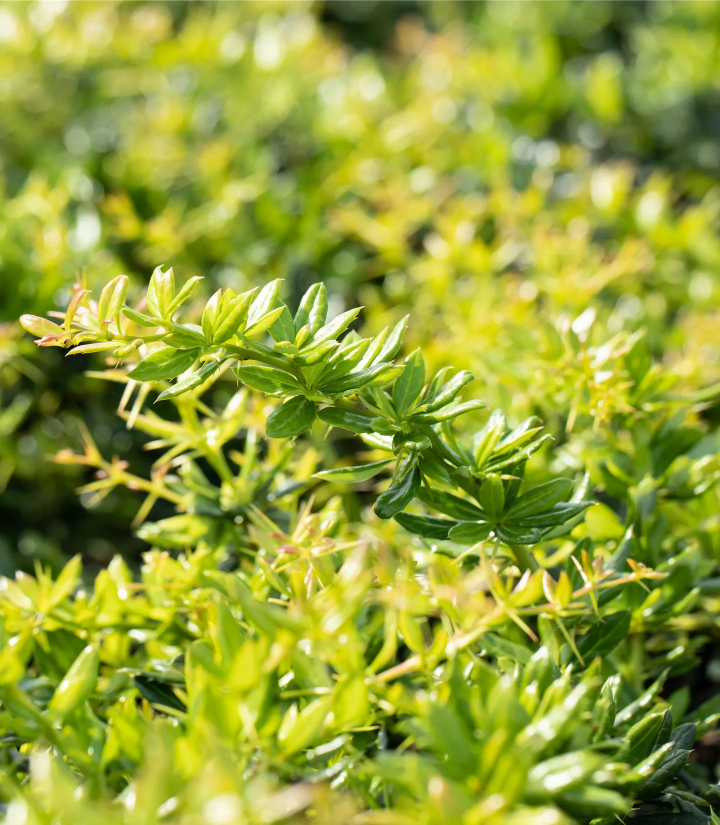 Berberis candidula