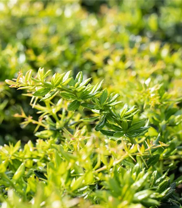 Berberis candidula