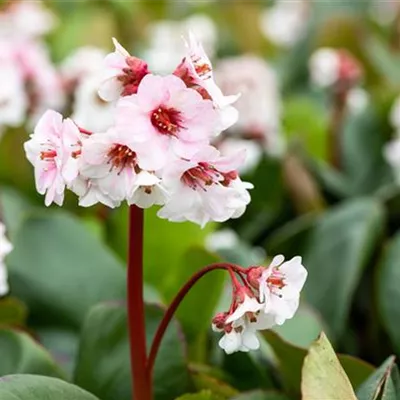 Topfgrösse 1 Liter - Bergenie - Bergenia 'Silberlicht'