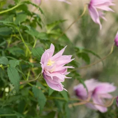 Topfgrösse 4 Liter - Waldrebe, Clematis - Clematis (Atragene-Gruppe) 'Markham's Pink'