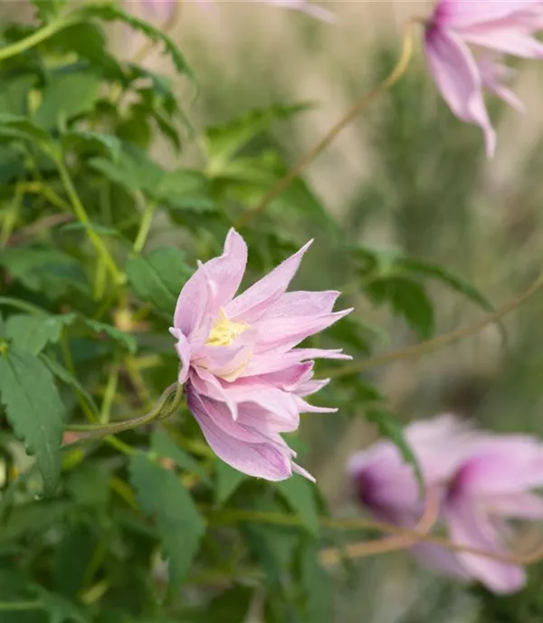 Clematis (Atragene-Gruppe) 'Markham's Pink'