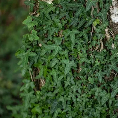 im Container 80 - 100 - Efeu - Hedera helix 'Sagittifolia'