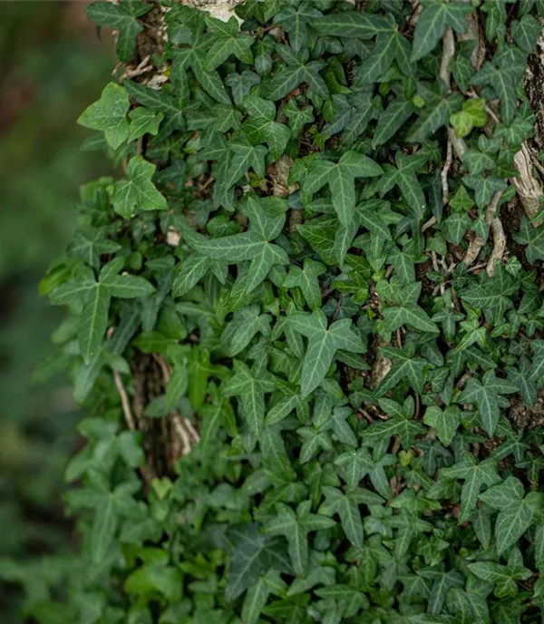 Hedera helix 'Sagittifolia'