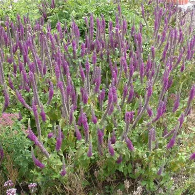 Topfgrösse 1 Liter - Teucrium hyrcanicum 'Paradise Delight'