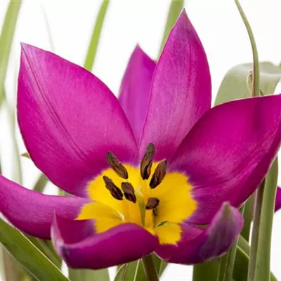 Topfgrösse 1 Liter - Tulipa humilis 'Violacea'