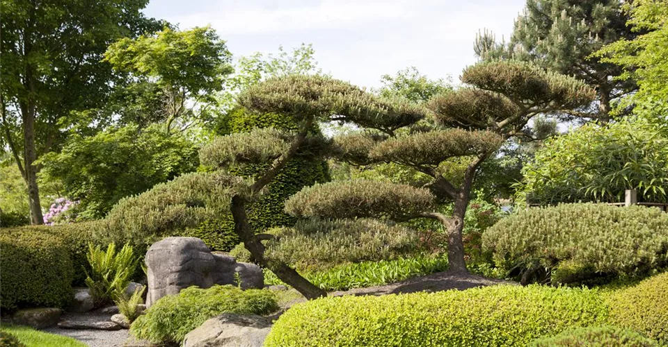 Unikate und Bonsai kaufen und für einen Blickfang sorgen