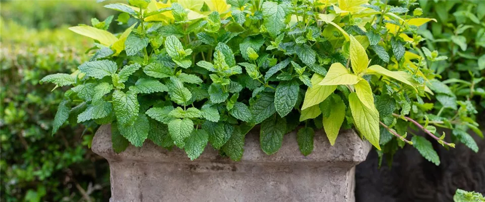 Soyez toujours à jour lorsque vous achetez des jardinières