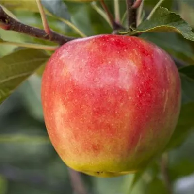 Pyramide wurzelnackt - Apfel 'Santana'® - Malus (Apfel) 'Santana'