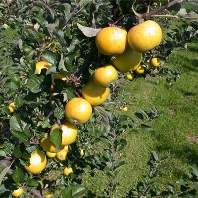 Pyramide wurzelnackt - Apfel 'Sirius'(s) - Malus (Apfel) 'Sirius'