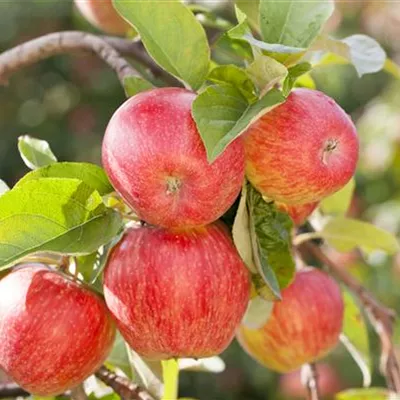 im Container - Säulenapfel - Malus (Säulenapfel) 'Galahad'